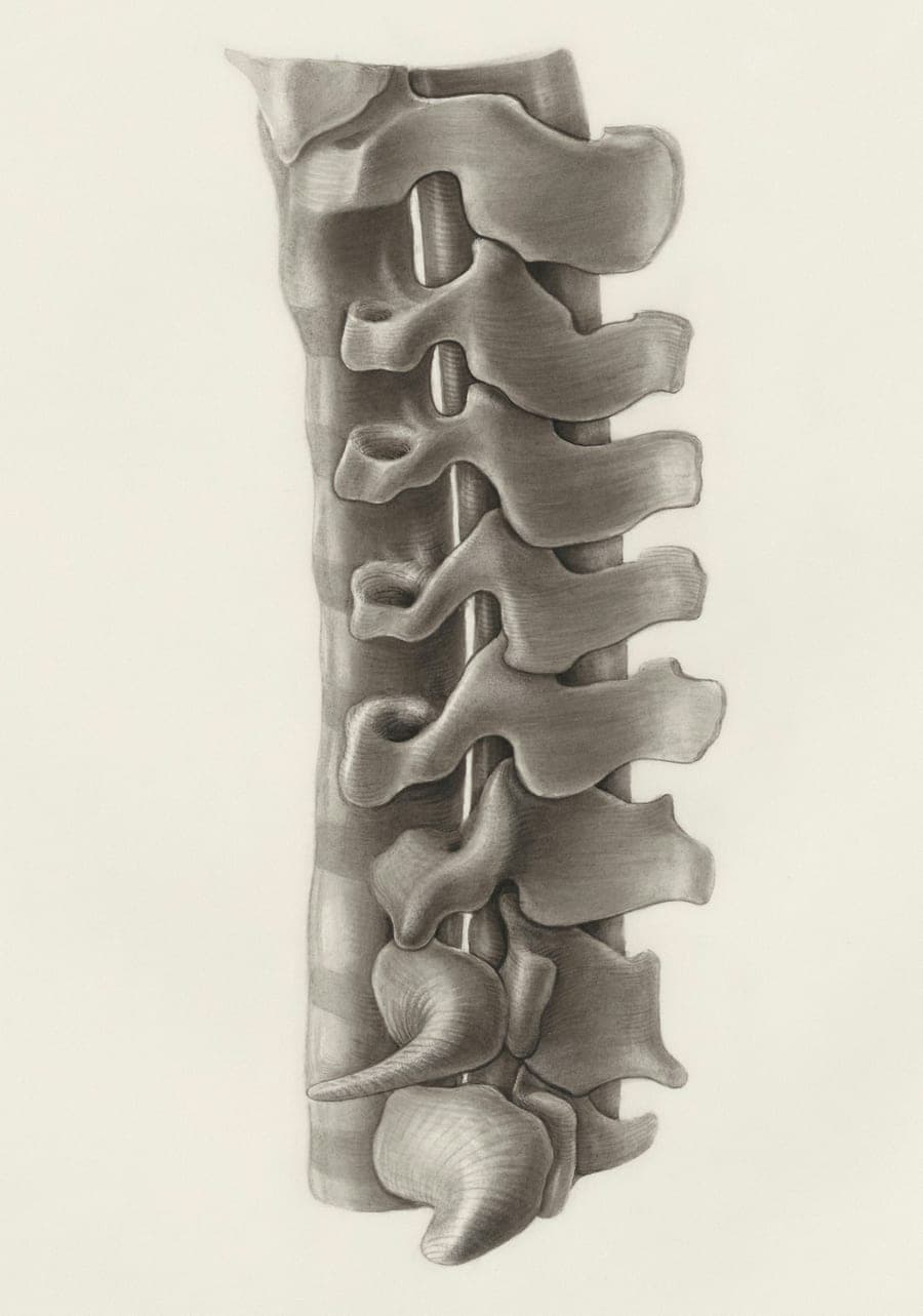 Anatomical pencil illustration of the human spine